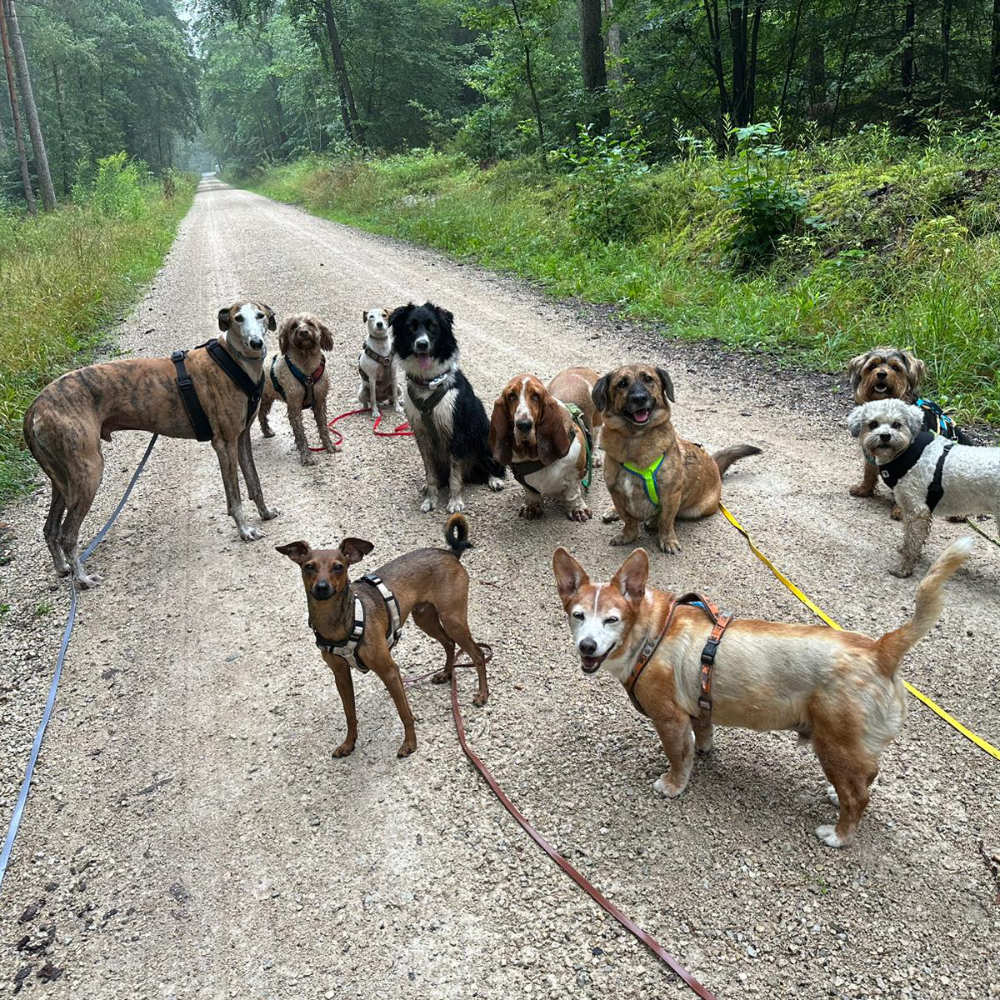 hundebetreuung-angebote-laichingen