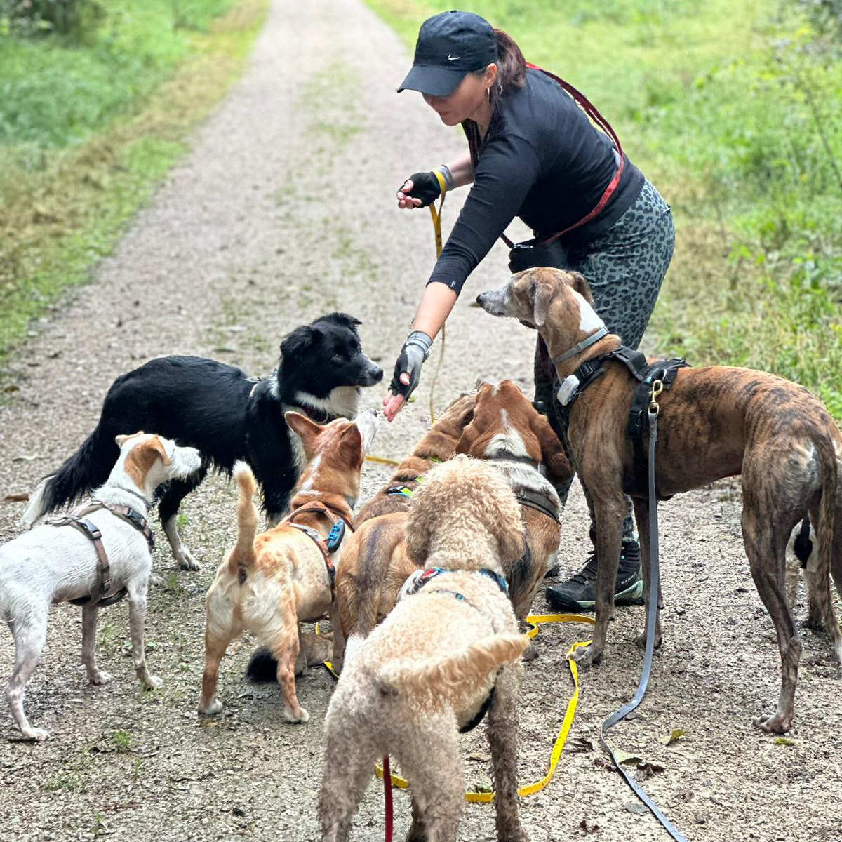 mission-dogs-dogwalking-laichingen