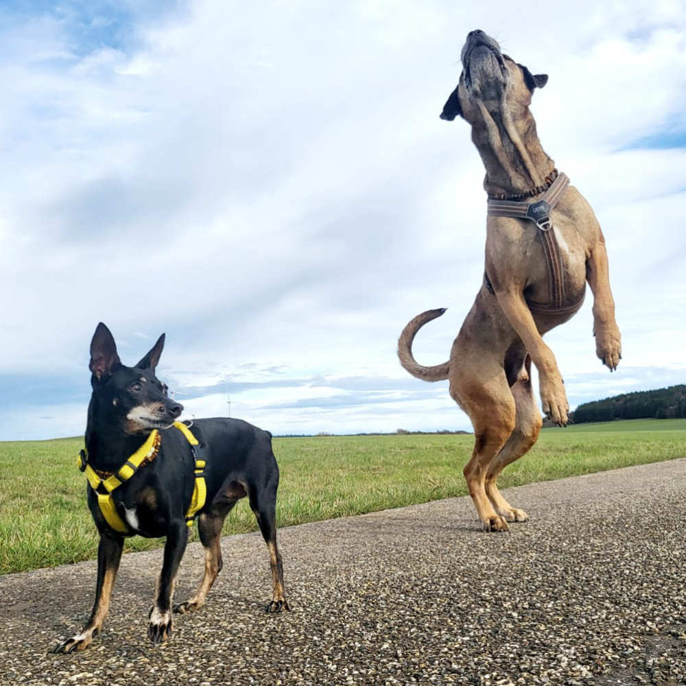 mobile-hundebetreuung-tagesbetreuung-laichingen