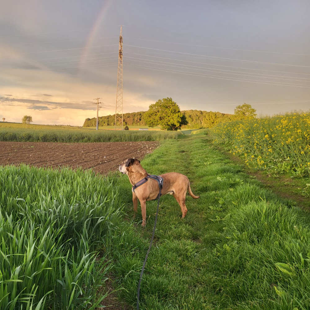 vip-einzelspaziergang-hunde-laichingen